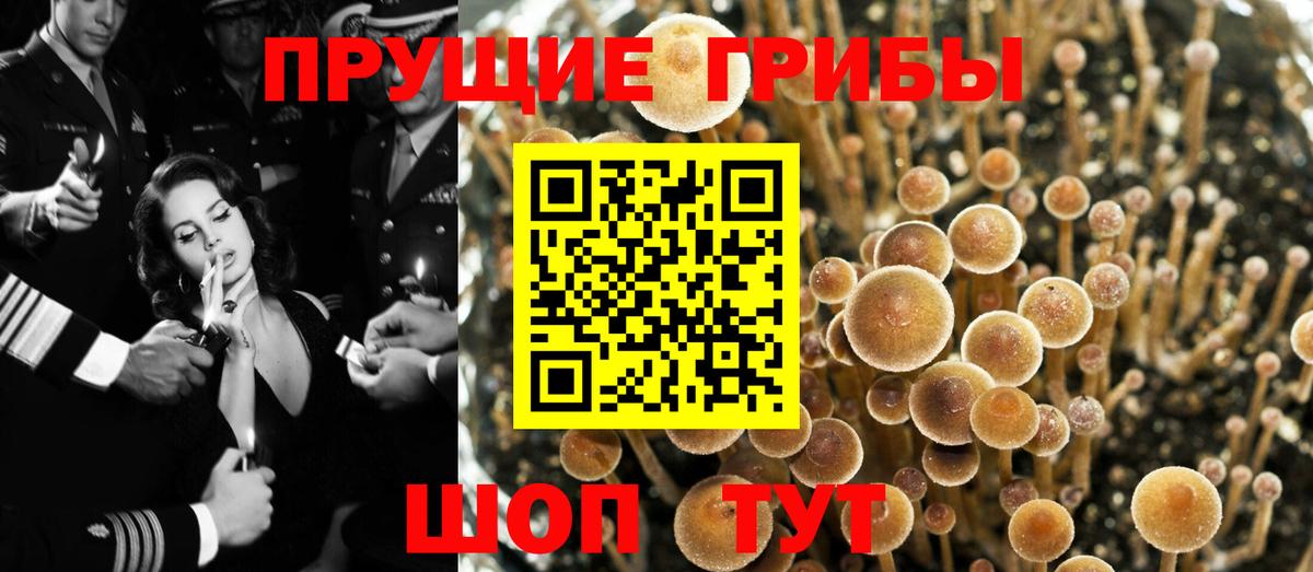 Галлюциногенные грибы Psilocybine cubensis Краснокаменск